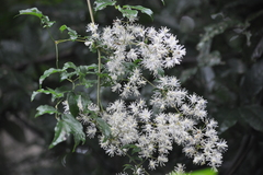 Clematis gouriana